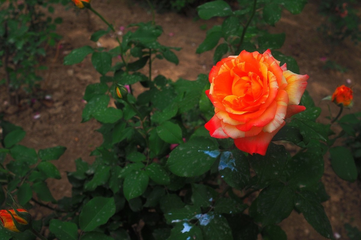 春日·月季公园