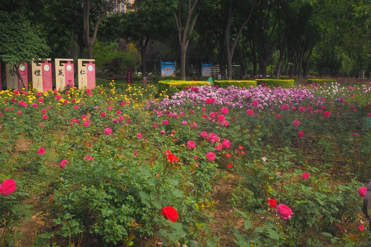 春日·月季公园