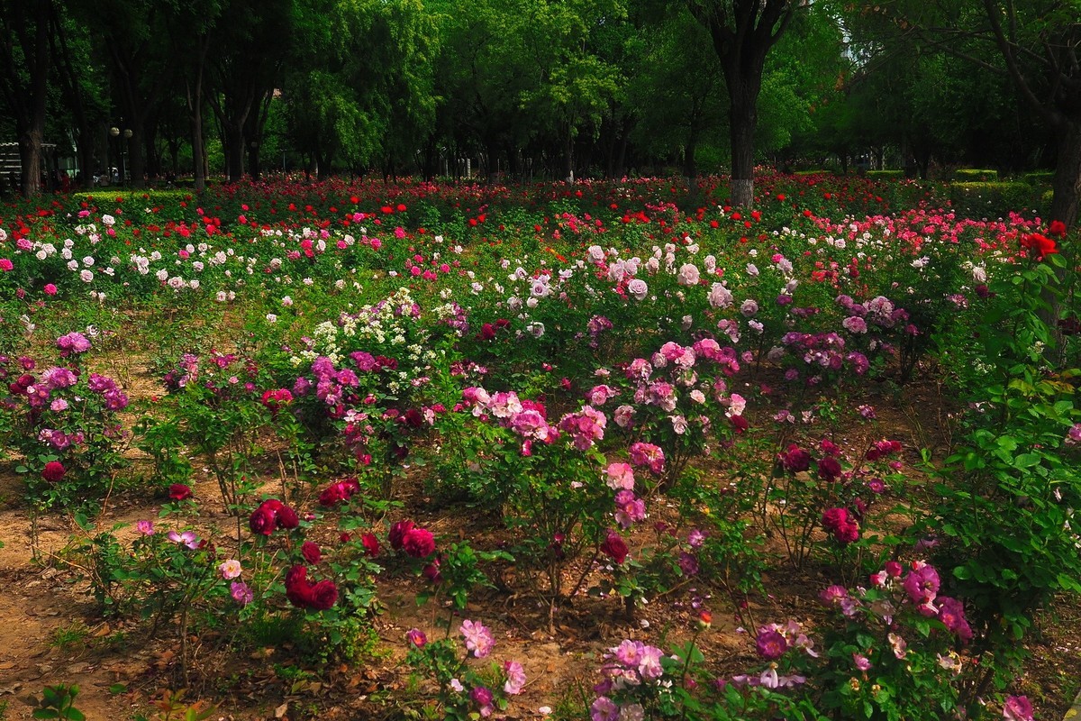 春日·月季公园