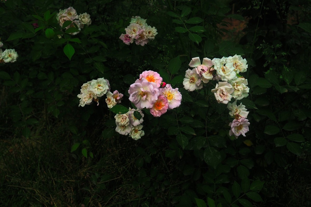 春日·月季公园