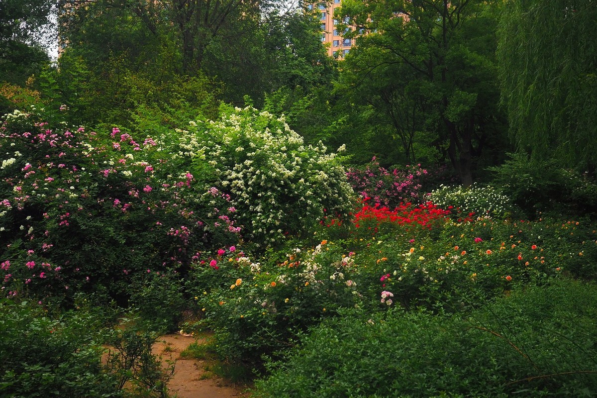 春日·月季公园