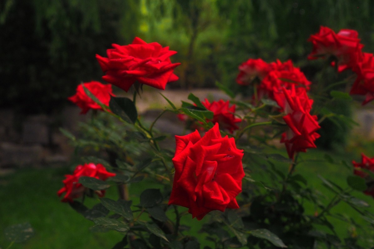 春日·月季公园