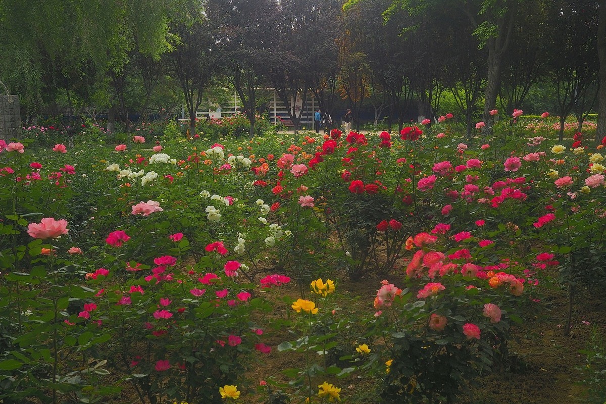 春日·月季公园