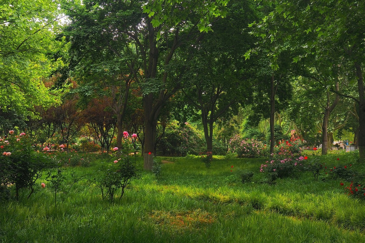 春日·月季公园