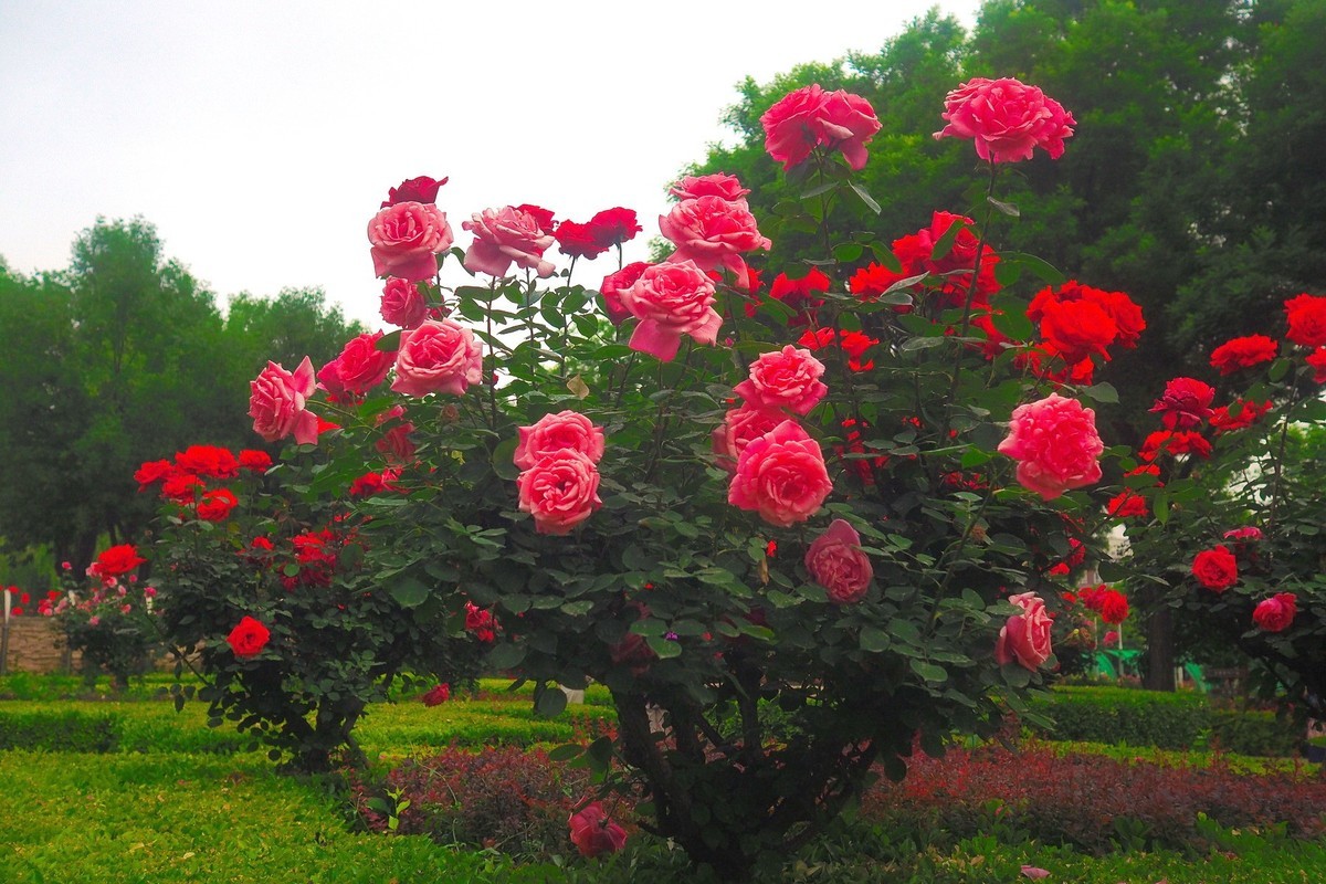 春日·月季公园