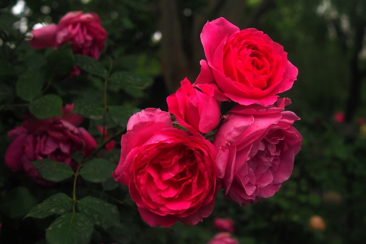 春日·月季公园