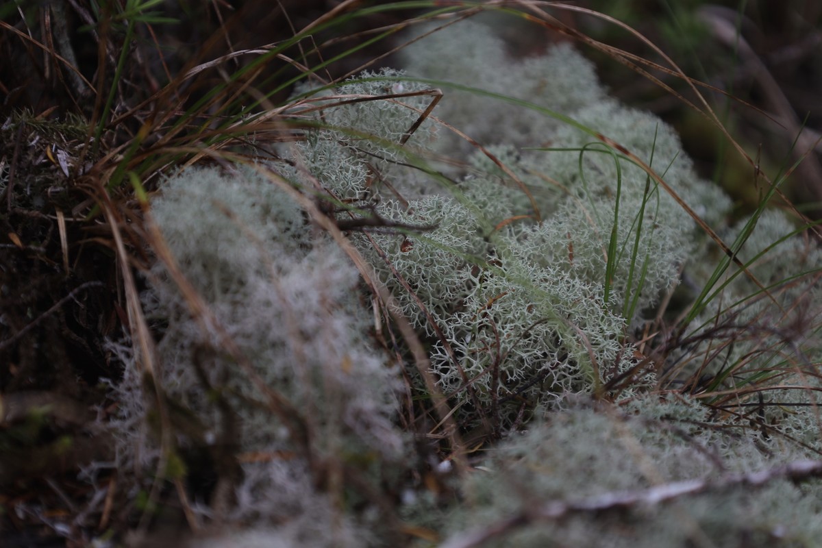 塔斯曼国家公园游拍（四）