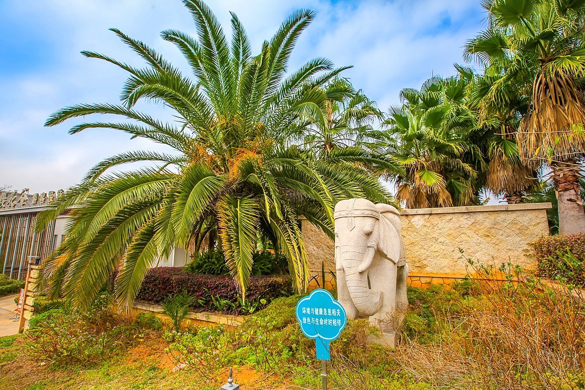 2025-05-28云南玉溪抚仙湖樱花谷（一）