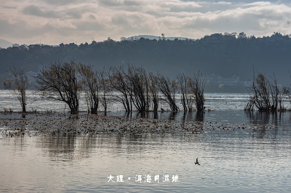 大理 · 洱海月湿地