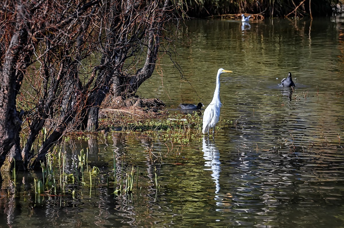 大理 · 洱海月湿地