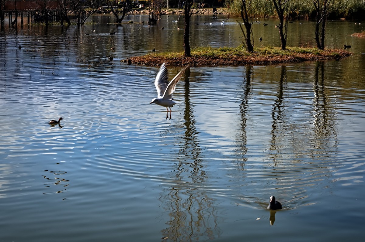 大理 · 洱海月湿地