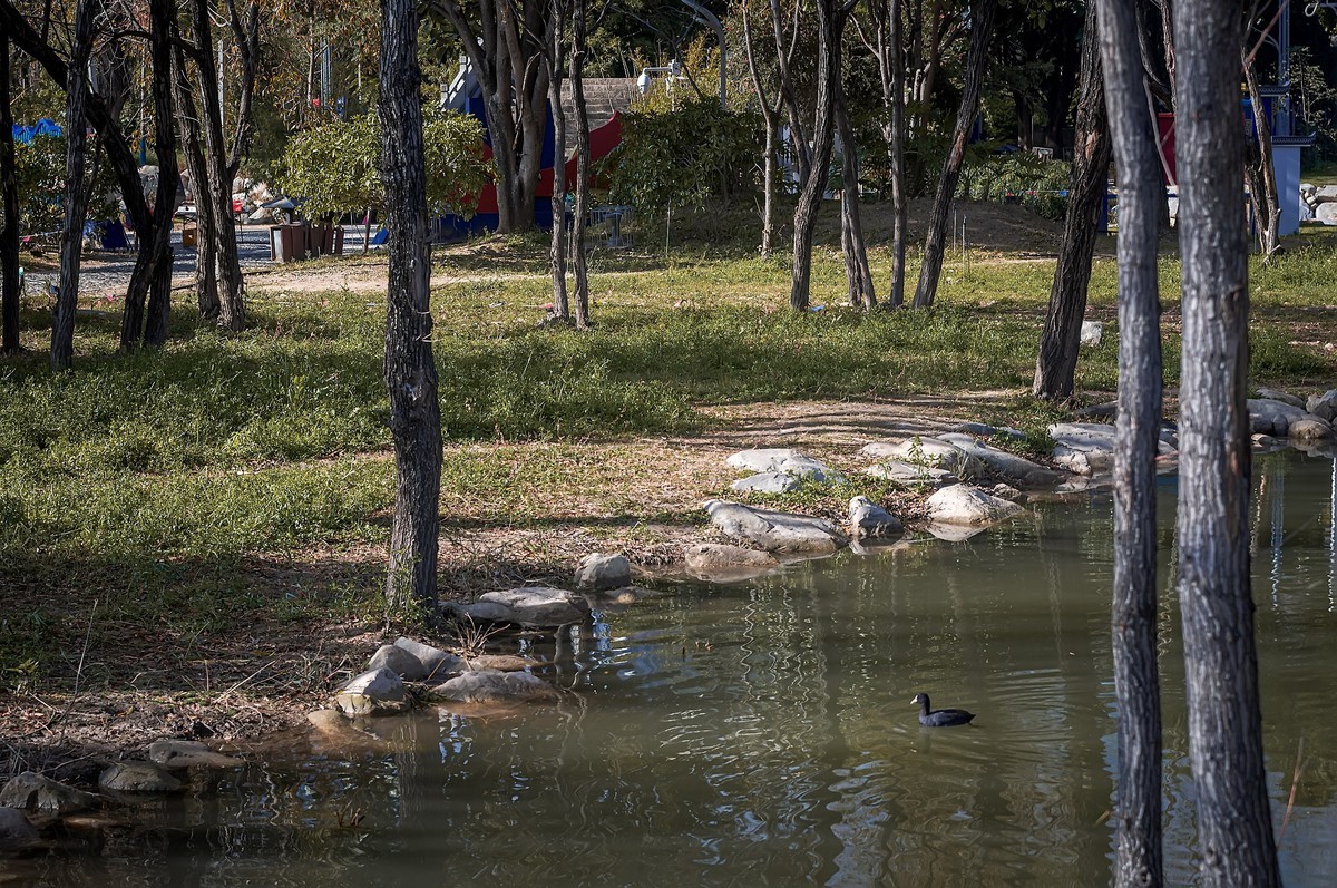 大理 · 洱海月湿地