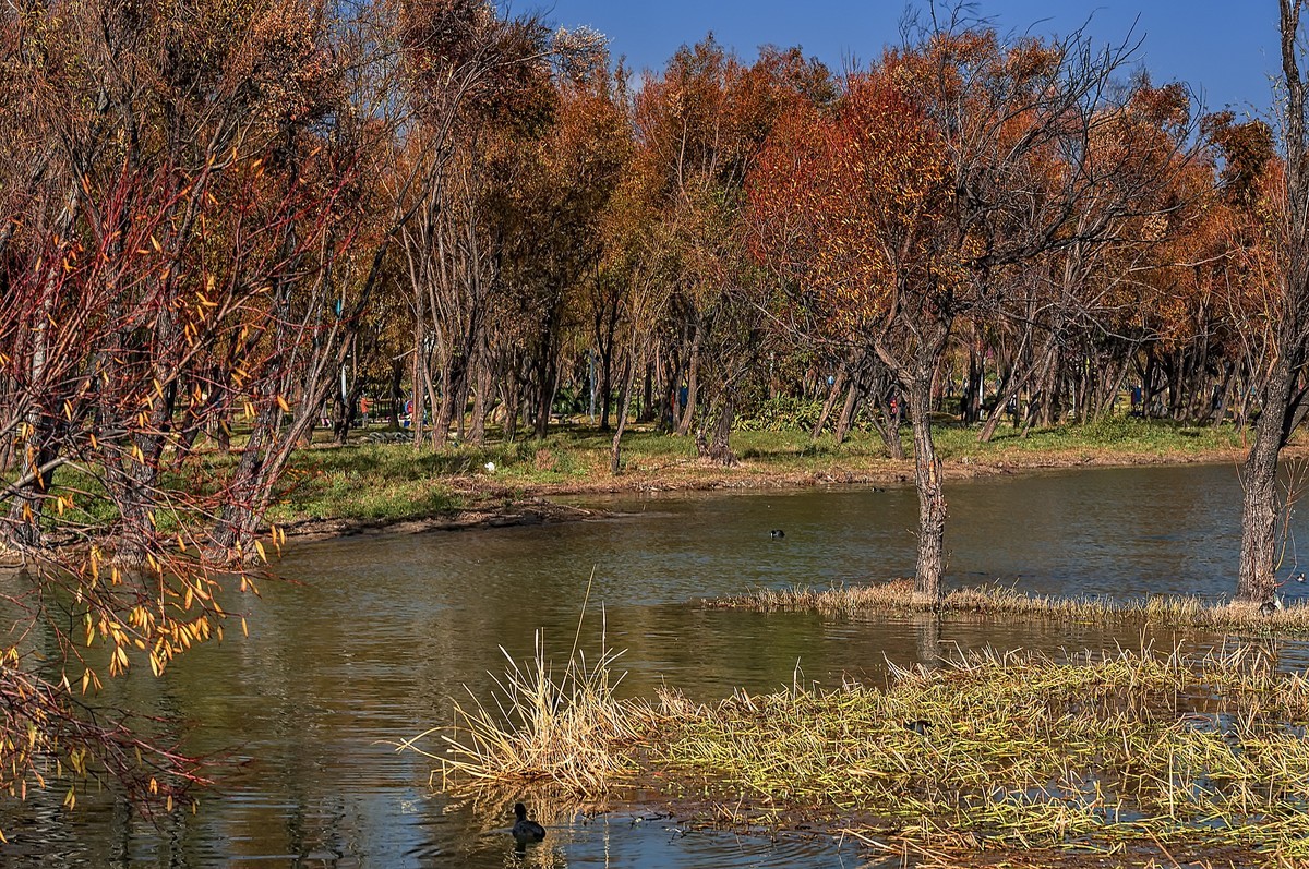 大理 · 洱海月湿地