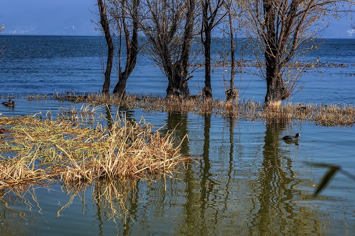 大理 · 洱海月湿地