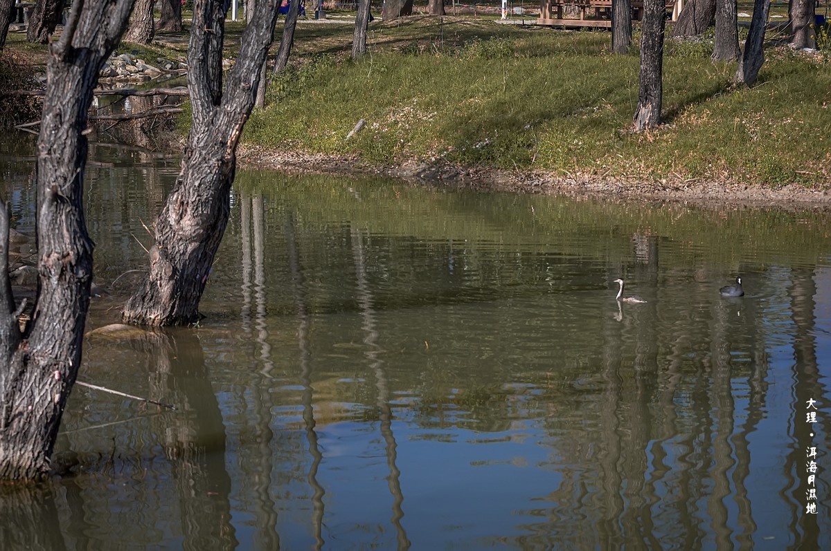 大理 · 洱海月湿地