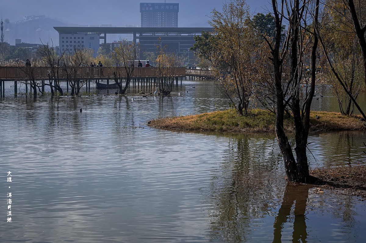 大理 · 洱海月湿地