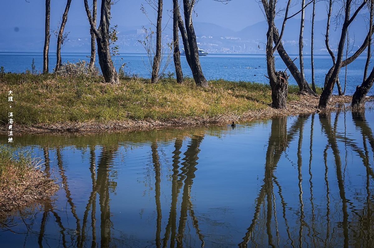 大理 · 洱海月湿地