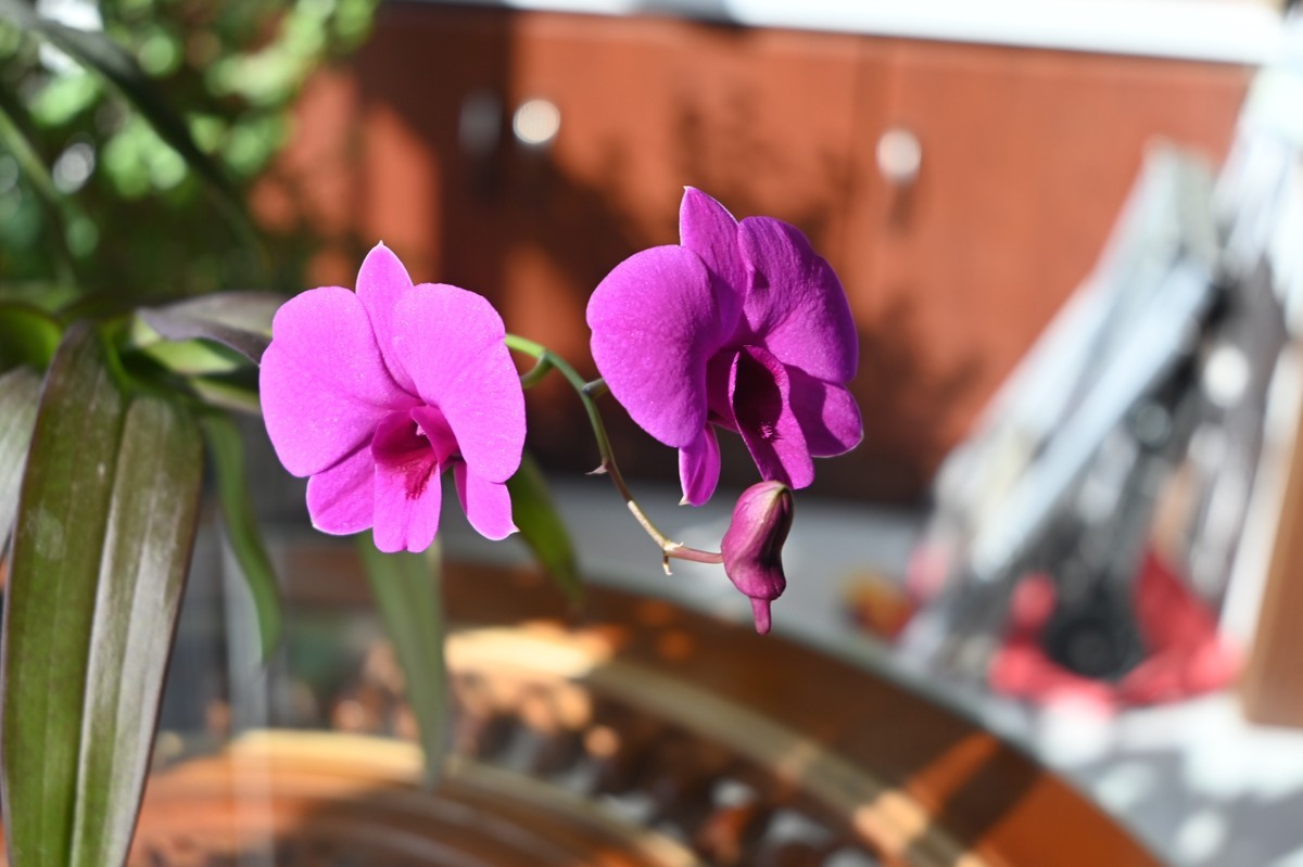 石斛花