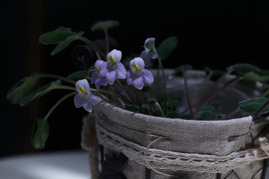 大温室的苦苣苔展