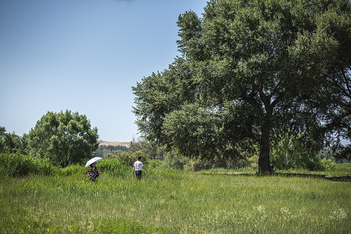 苍茫翠色流天际，闲庭信步结伴行。