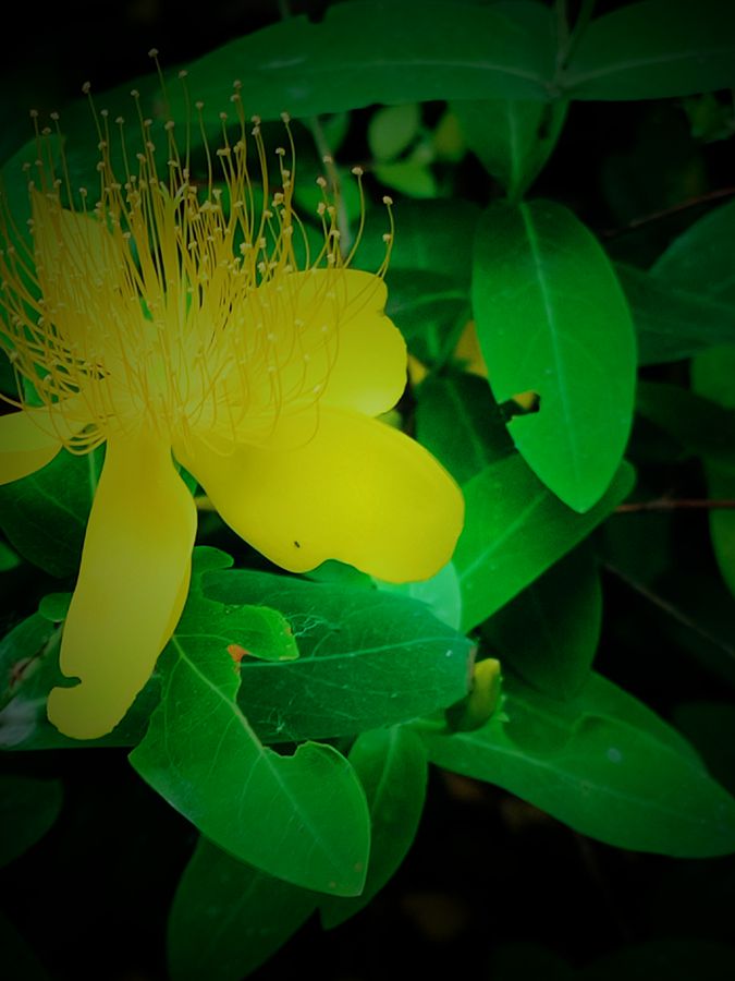 花卉系列【3836】