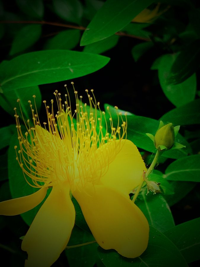 花卉系列【3836】