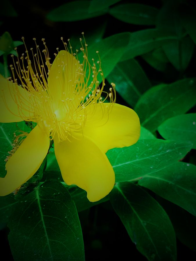 花卉系列【3836】