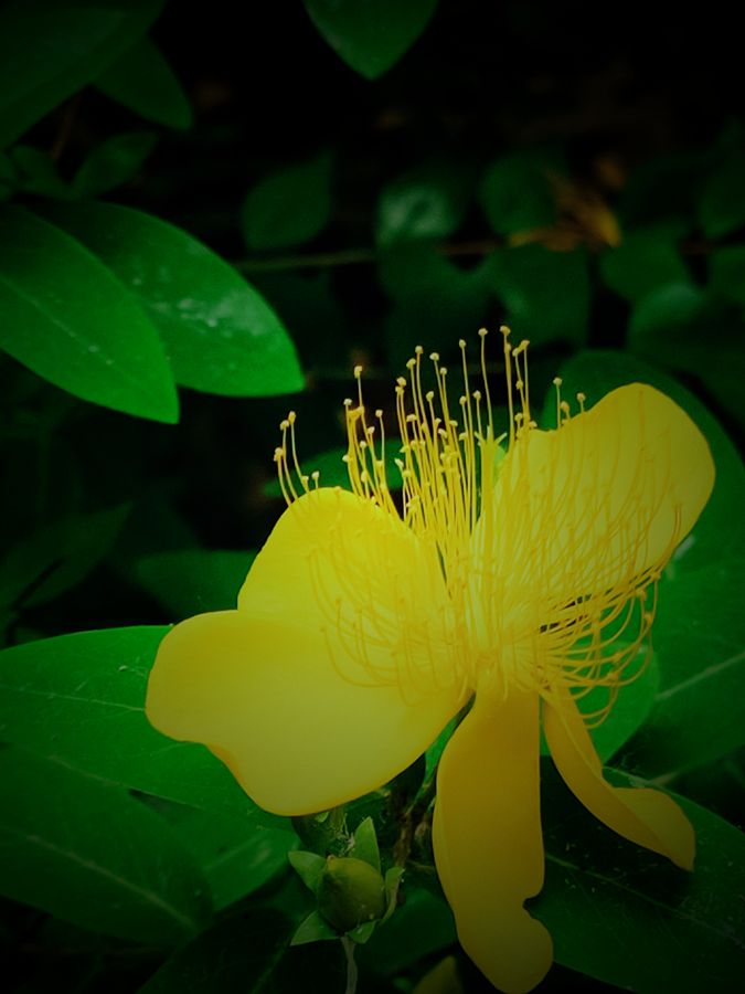 花卉系列【3836】