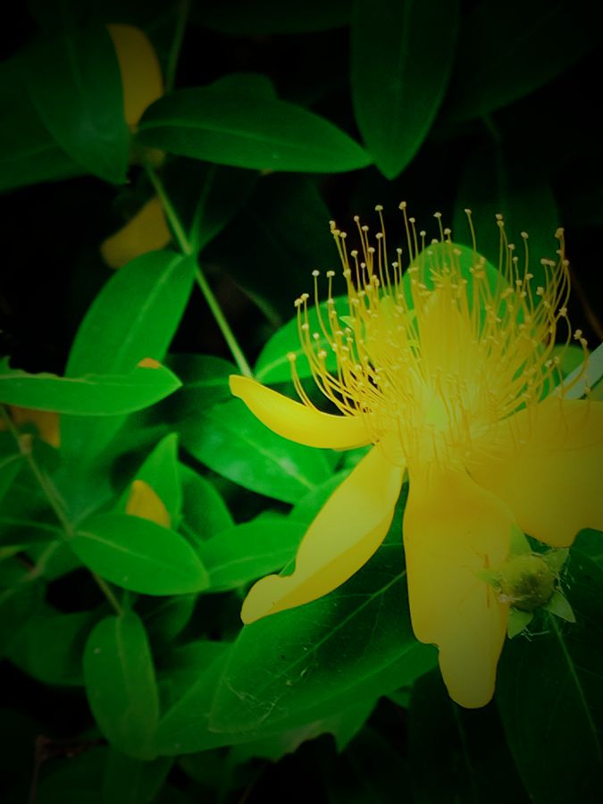 花卉系列【3836】