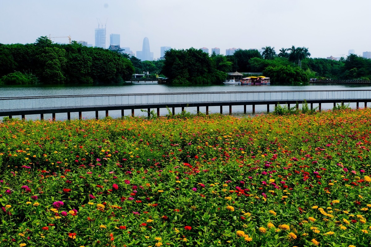 海珠湖公园(三)