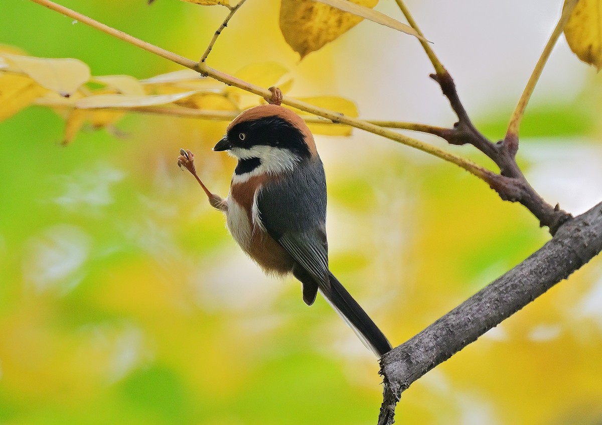 发一组红头山雀