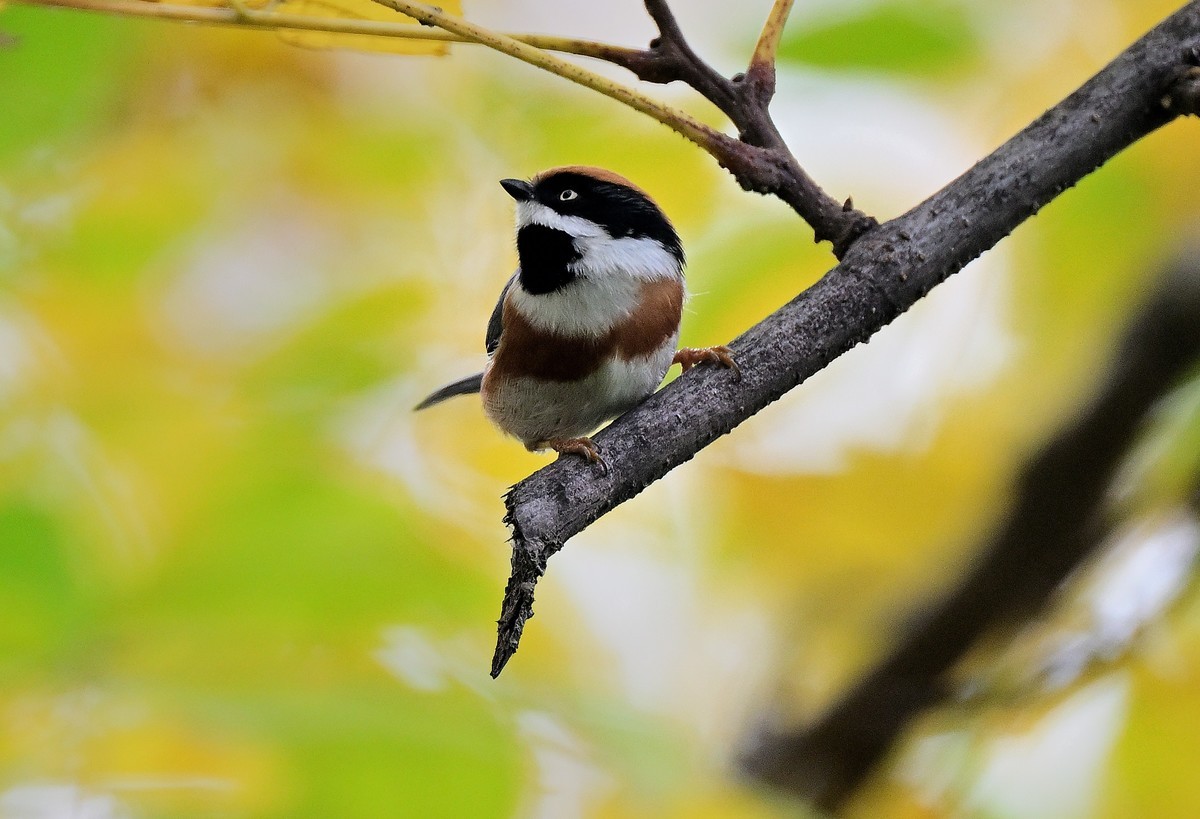 发一组红头山雀