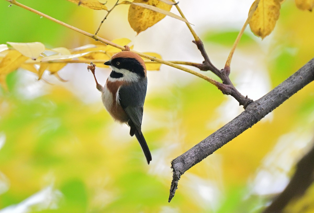 发一组红头山雀