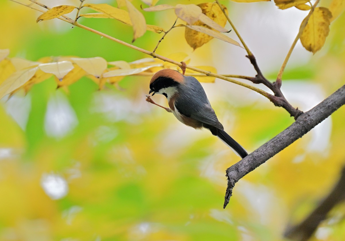 发一组红头山雀