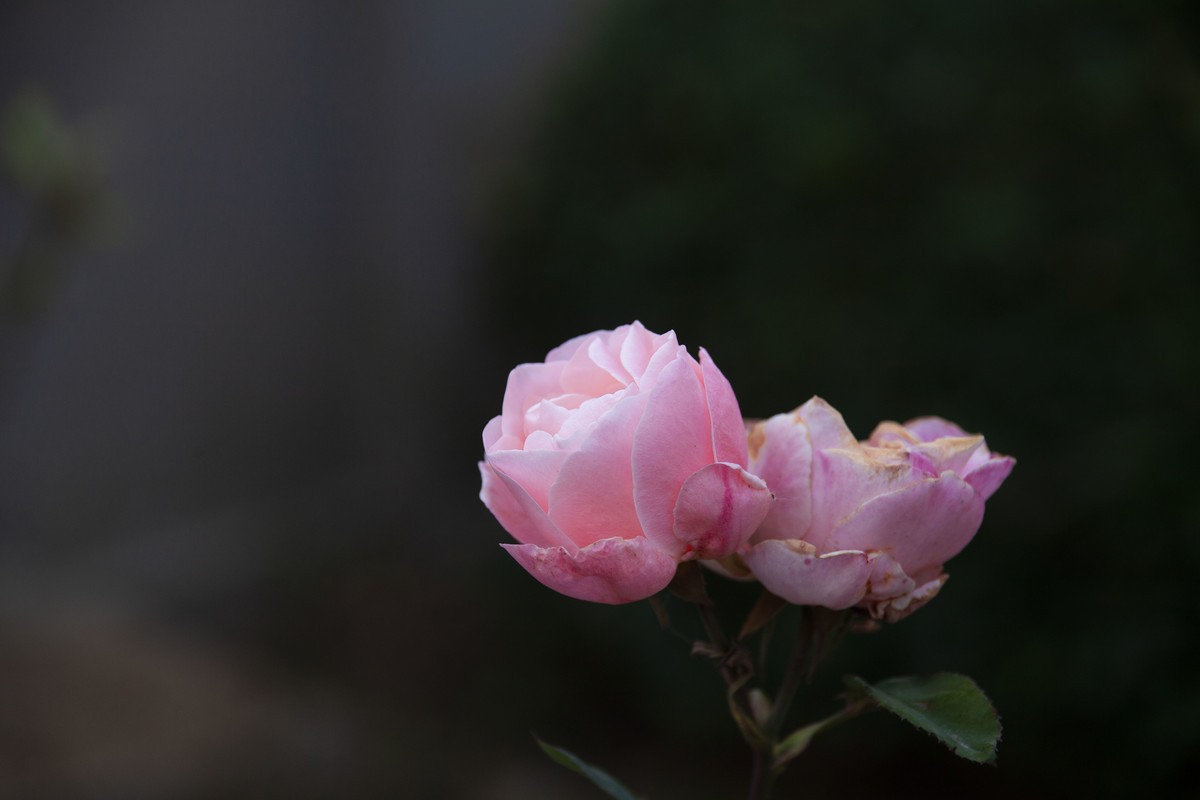 冷风中倔强的绽放，像极了顽强抗疫的人们