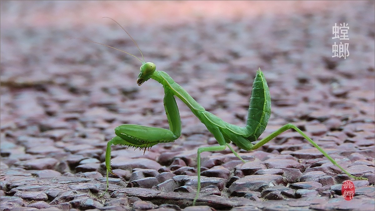 昆虫趣拍----小螳螂