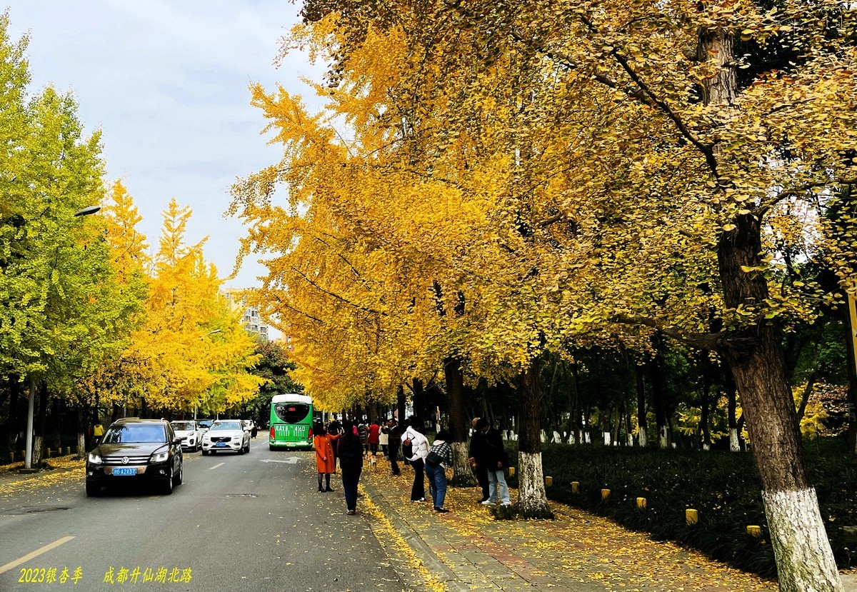 2023成都银杏季