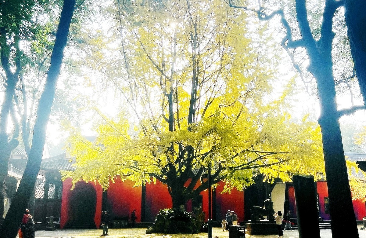 2023成都银杏季