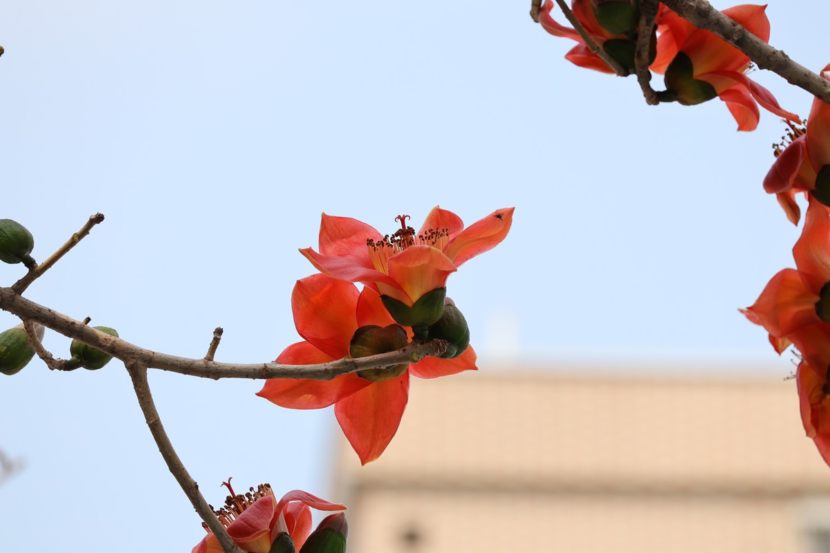 木棉花（东秀亨滘2024）