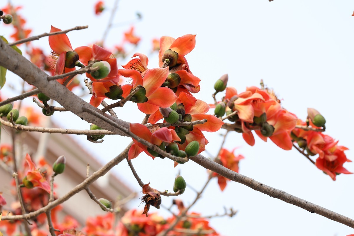 木棉花（东秀亨滘2024）