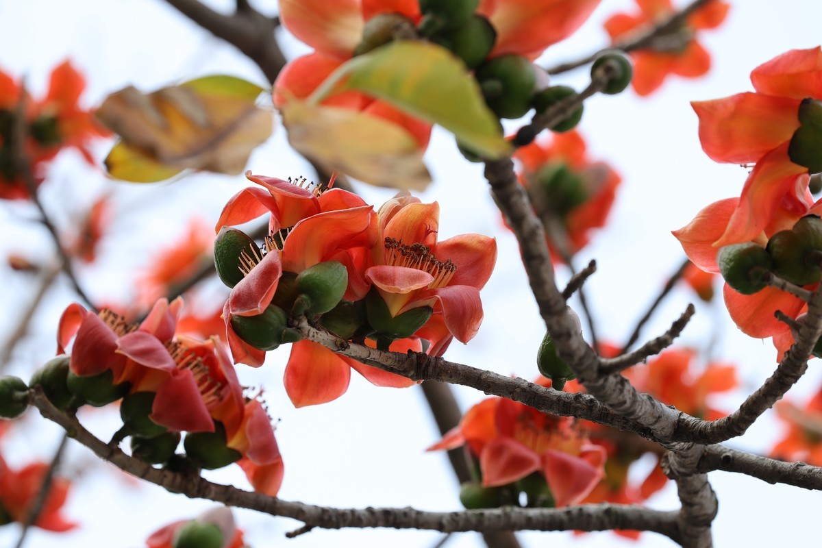木棉花（东秀亨滘2024）