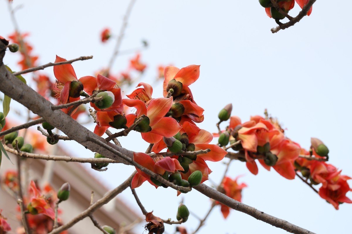 木棉花（东秀亨滘2024）