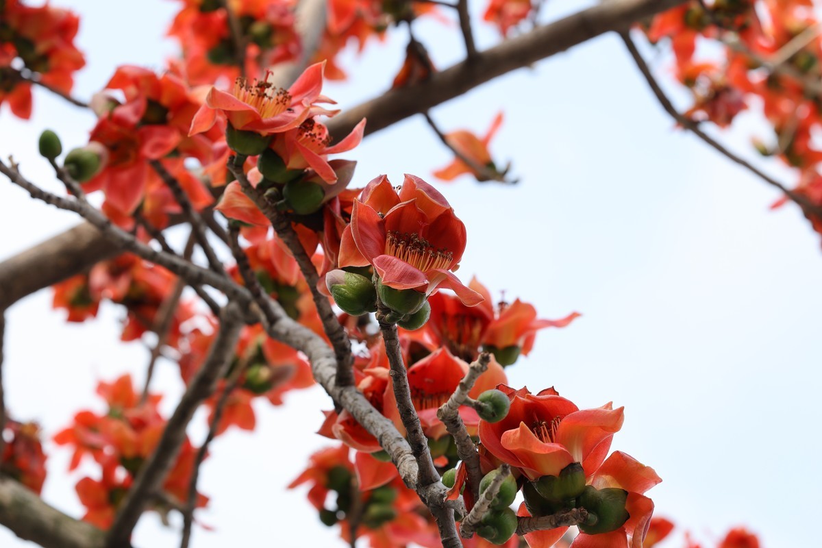 木棉花（东秀亨滘2024）