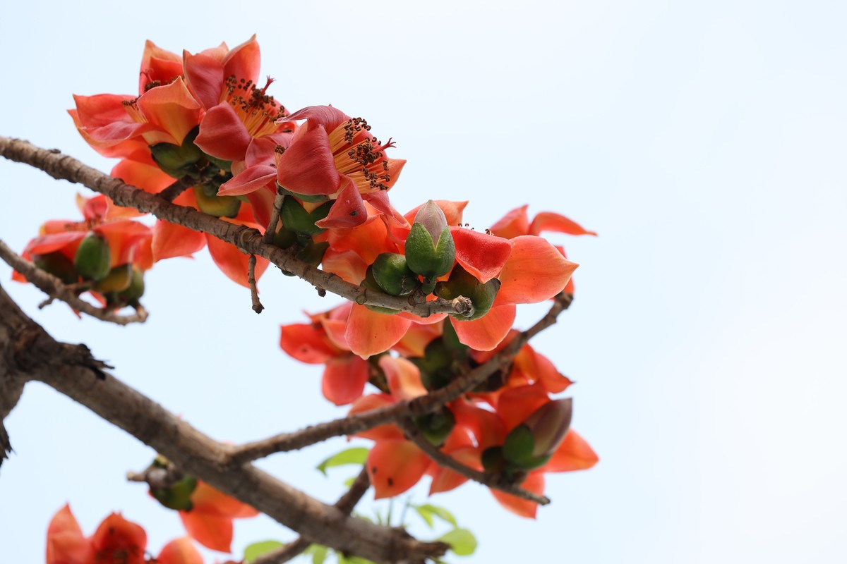 木棉花（东秀亨滘2024）