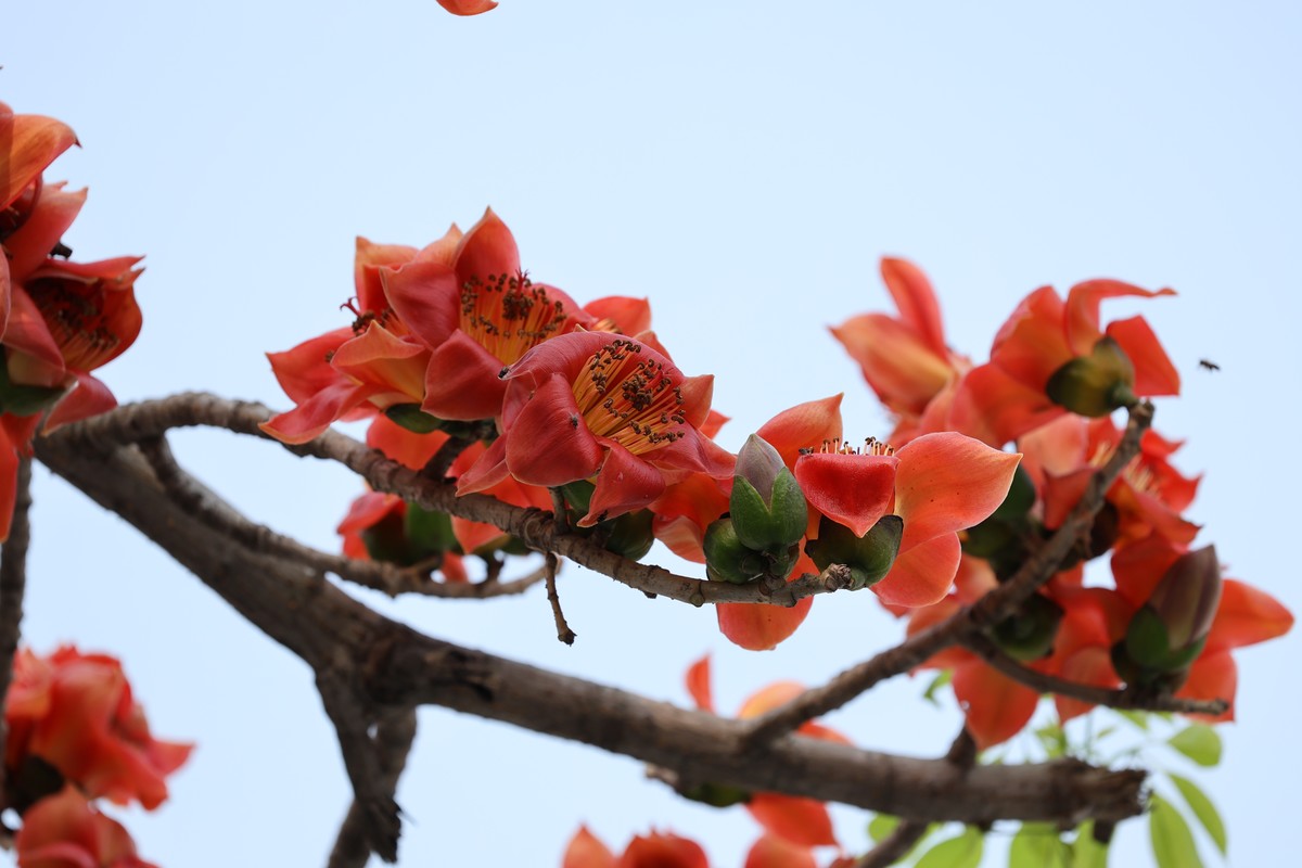 木棉花（东秀亨滘2024）