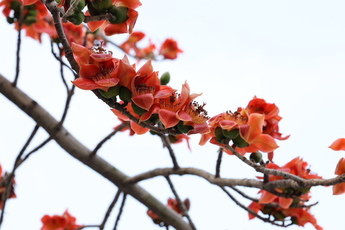 木棉花（东秀亨滘2024）