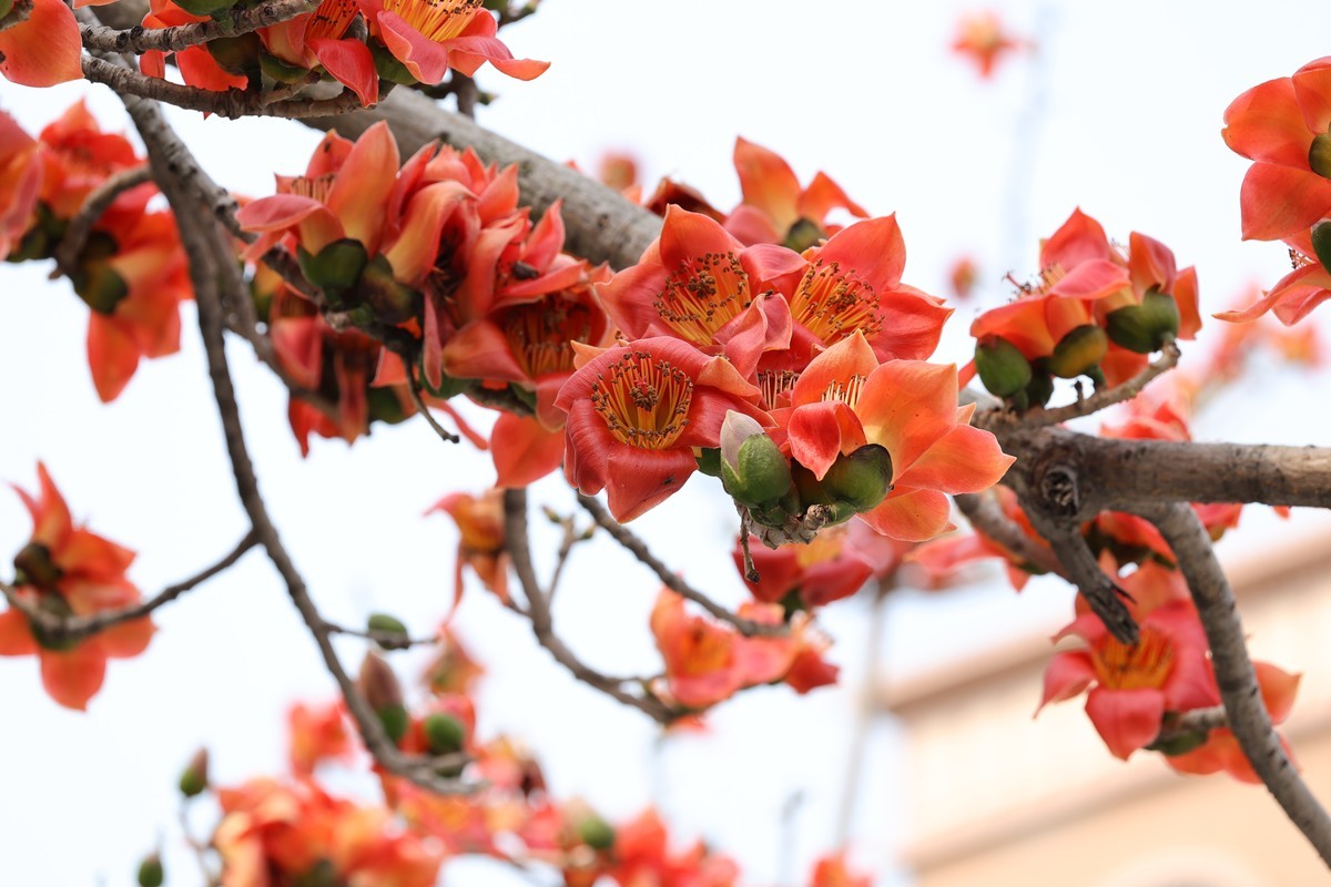 木棉花（东秀亨滘2024）