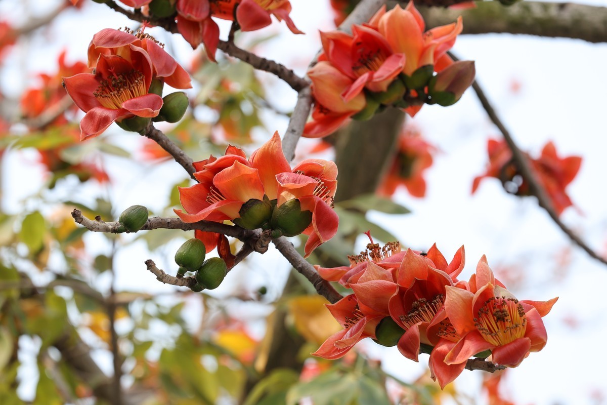 木棉花（东秀亨滘2024）