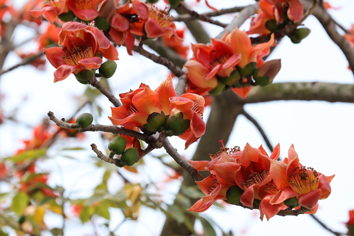 木棉花（东秀亨滘2024）