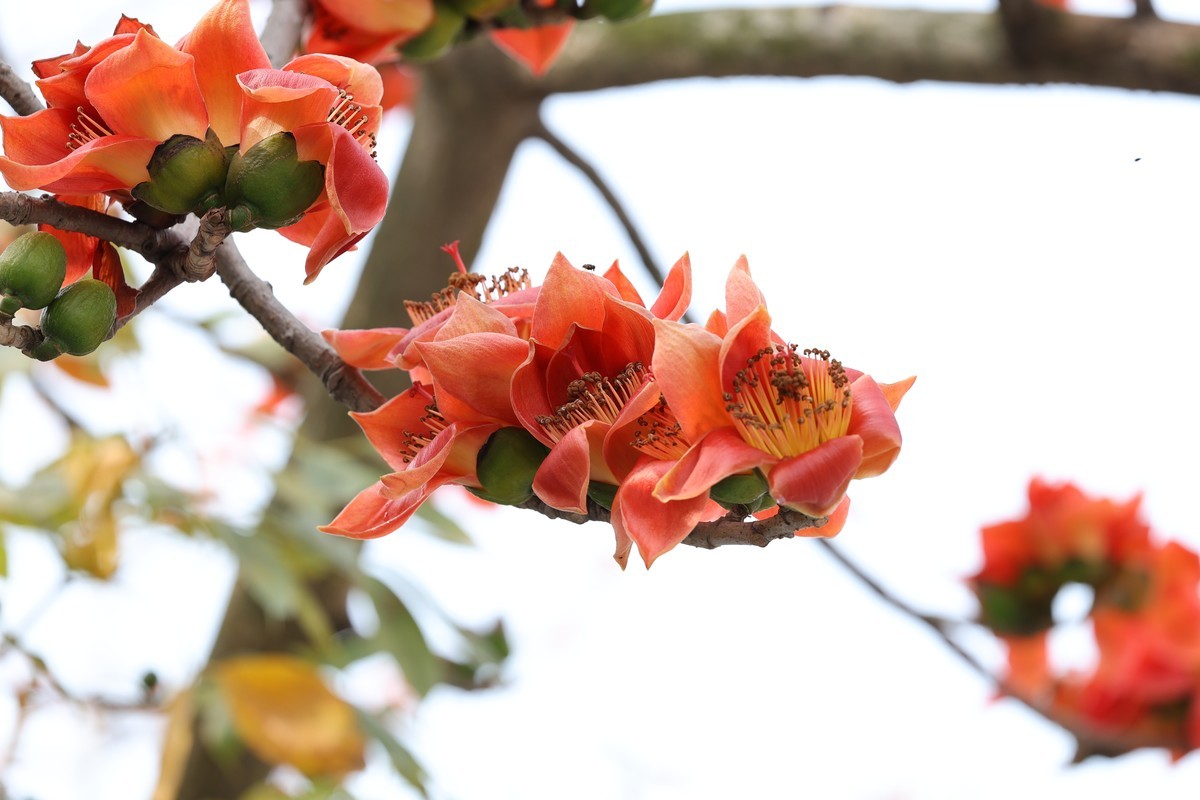 木棉花（东秀亨滘2024）